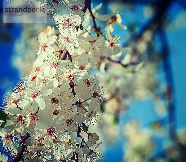 Nahaufnahme Blick auf die Blüte des Kirschbaums instagram Stil