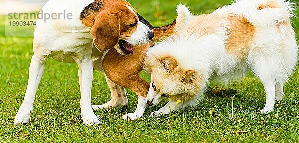 Zwei Hunde spielen auf einer grünen Wiese im Freien. Beagle Hund mit weißem Pomeranian Spitz. Haustiere im Freien Konzept