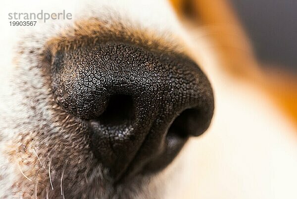 Nahaufnahme einer Beagle Hundenase. Makro Detailaufnahme. Tierkörperteil