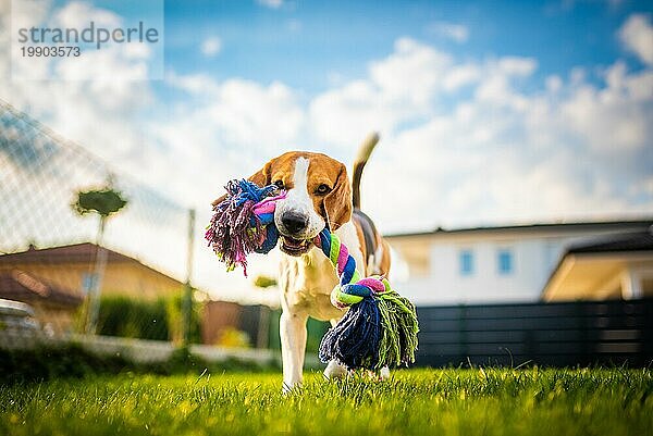 Beagle Hund Spaß im Garten im Freien laufen und springen mit Ball in Richtung Kamera. Hund Hintergrund