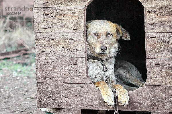 Mischlingshund an einer Kette in einem Bauernhof im alten Stil Fotocolse up