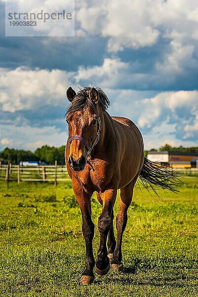 Schöne Pferd grasen in üppigen grünen sonnenbeschienenen Weide im Freien Sommer läuft in Richtung Kamera