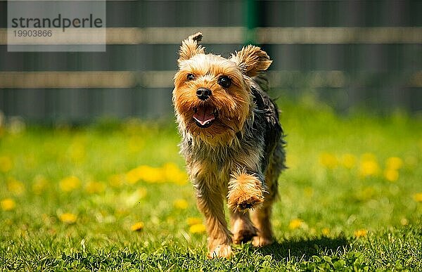 Lustiger Yorkshire Terrier Hund  der im Gras voller Löwenzahn im Hinterhof auf die Kamera zuläuft