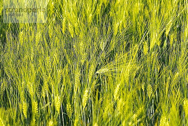 Grüner Weizen auf dem Feld im Frühling. Selektiver Fokus  flacher DOF Hintergrund. Pubescent Roggen Landwirtschaft Konzept