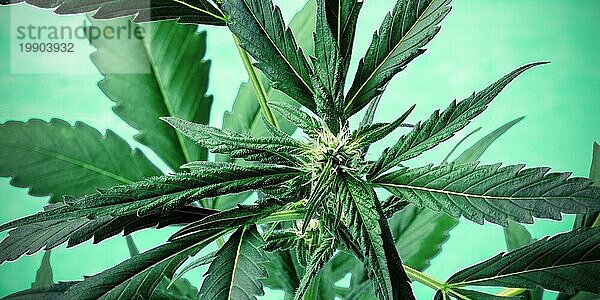 Cannabis auf grün getöntem Panorama. Marihuanapflanze mit leuchtenden Blättern  Narben und Trichomen