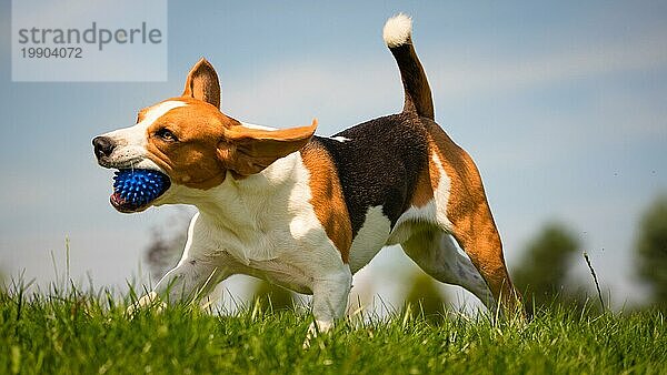 Beagle Hund Spaß im Park im Freien laufen und springen mit Ball in Richtung Kamera. Hund Hintergrund
