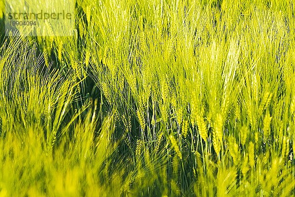 Grüner Weizen auf dem Feld im Frühling. Selektiver Fokus  flacher DOF Hintergrund. Pubescent Roggen Landwirtschaft Konzept