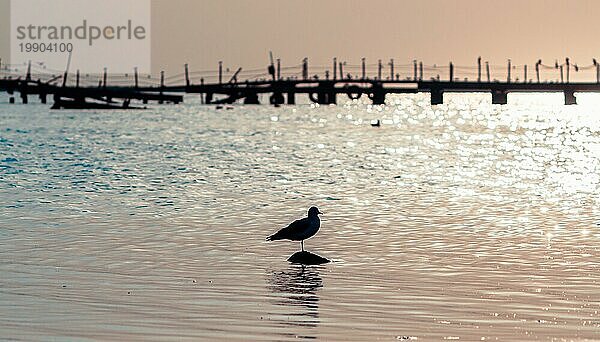 Silhouette eines Vogels auf einem Stein im Meer auf dem Hintergrund der zerstörten Brücke am Abend im Sommer