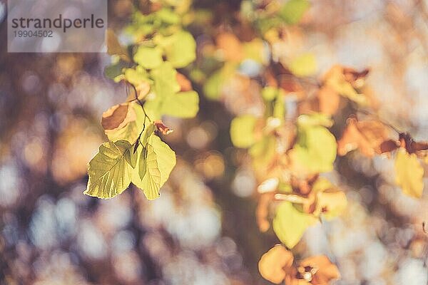 Bunte Blätter an einem Baum im Herbst  Parkflair und unscharfer Hintergrund