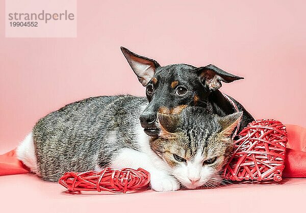 Miniatur Pinscher Welpe und Katze mit Valentinstag Dekor auf einem roten Hintergrund