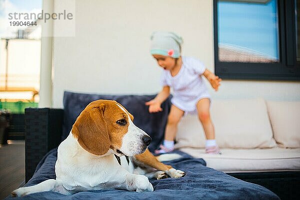 Beagle Hund und Baby Mädchen haben Spaß Hund ruht auf einem Gartensofa. Baby geht im Hintergrund. Conceptual Hund mit Baby in haushold