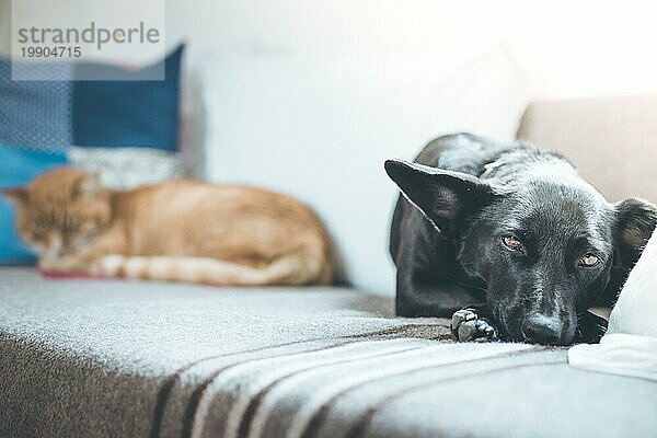 Niedlicher schwarzer kleiner Hund und getigerte Katze entspannen sich auf dem Sofa zu Hause