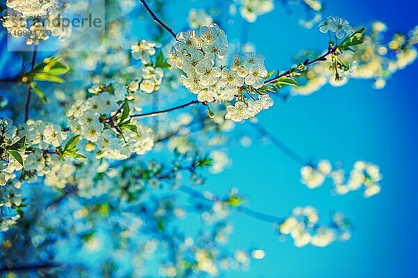 Blüte der Kirsche auf dem Hintergrund der schönen blaün Himmel instagram Stil