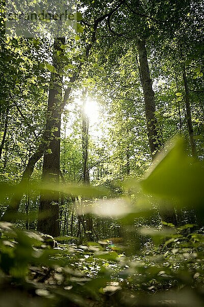 Blick von unten auf beeindruckende Fichten im Wald. Frühling mit Sonnenlicht