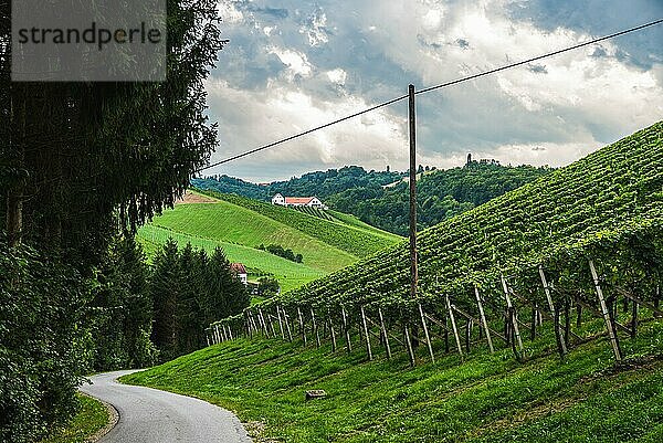 Weinberg in einer österreichischen Landschaft  steirische Toskana. Weinstraße durch den Süden