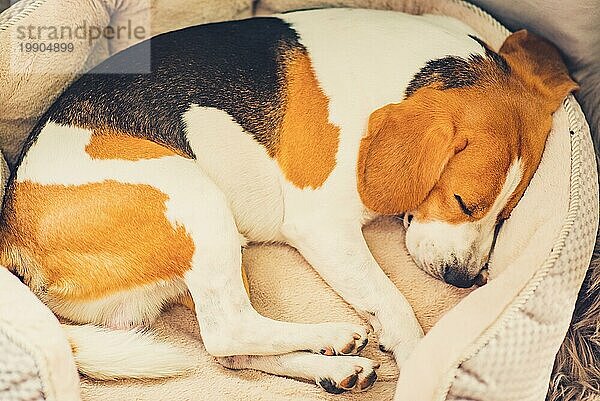 Schlafender Beagle Hund auf dem Hundebett im Wohnzimmer eingerollt Position. Hund Konzept