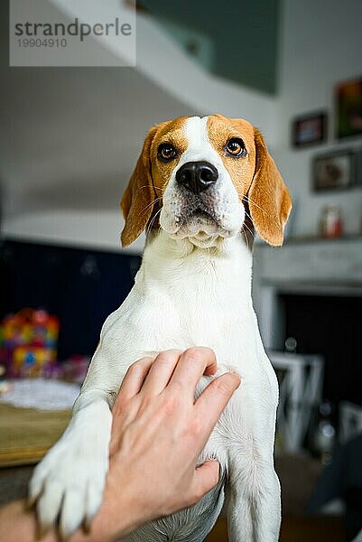 Besitzer streichelt einen Beagle Hund. Kratzende Hundebrust. Glücklicher Hund Pose zu Hause