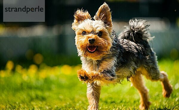 Lustiger Yorkshire Terrier Hund  der im Gras voller Löwenzahn im Hinterhof auf die Kamera zuläuft