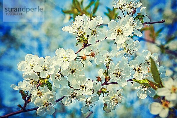 Zweig mit weißen Blumen von Kirschbaum floralem Hintergrund Instagram Stil