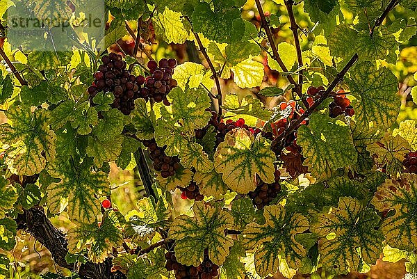 Steirischer Toskana Weinberg im Herbst in der Nähe der Südsteiermark  Rabenland. Touristisches Ziel für Weinliebhaber