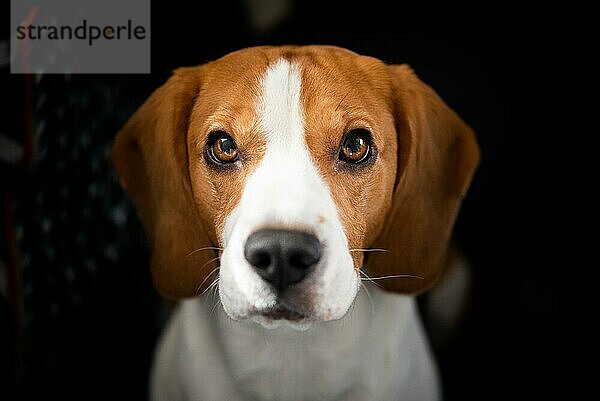 Beagle Hund mit großen Augen sitzt und schaut zur Kamera auf. Porträt dunkler Hintergrund