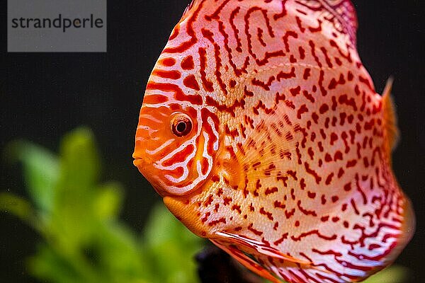 Bunte Fische aus der Gruppe der Diskusfische (Symphysodon) im Aquarium. Nahaufnahme  selektiver Fokus