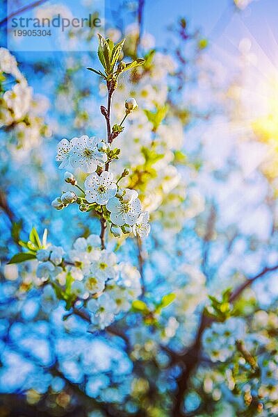 Zweig des Kirschbaums mit blühenden Blumen floralem Hintergrund instagram stile