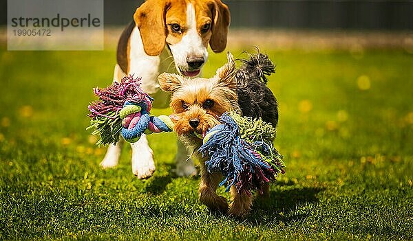 Niedlicher Yorkshire Terrier Hund und Beagle Hund kauen sich gegenseitig im Hinterhof. Laufen und springen mit Spielzeug in Richtung Kamera