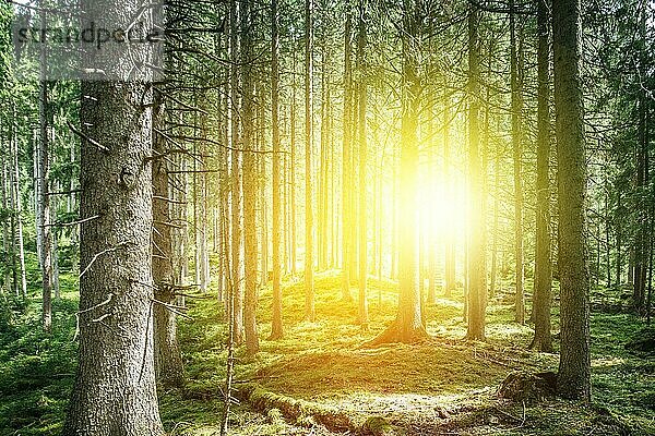 Beeindruckende Fichten im Wald  Spiritualität und Holztherapie