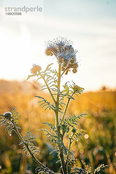 Distel bedeckt mit Morgentau im Gegenlicht der aufgehenden Sonne  Calw  Schwarzwald  Deutschland  Europa