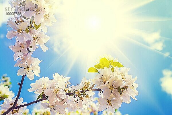 Blühender Zweig eines Apfelbaums mit Sonne am Himmel