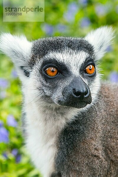 Katta (Lemur catta) aka Gesicht Nahaufnahme Porträt auf grünem Hintergrund