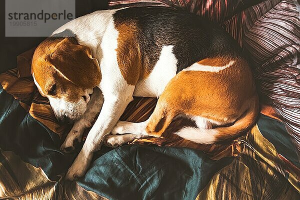 Ein Beagle erwachsenen Hund schlafen auf einem gemütlichen Bettzeug. Hund Hintergrund