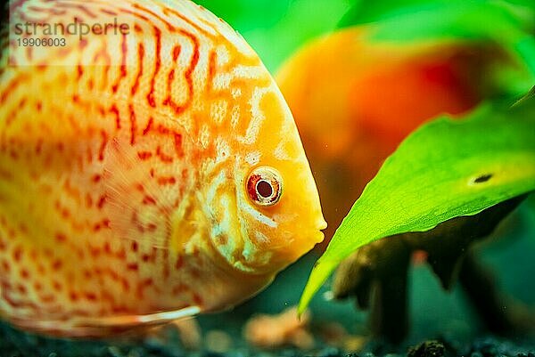 Bunte Fische aus der Gruppe der Diskusfische (Symphysodon) im Aquarium. Nahaufnahme  selektiver Fokus