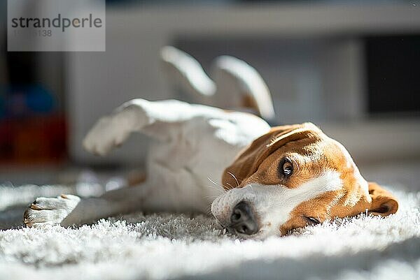 Hund schläft müde auf einem Boden. Lustige Pose  Blick in die Kamera. Beagle auf Teppich in der Sonne