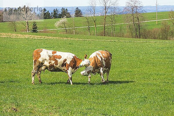 Glückliche Kühe spielen auf der Wiese  Frühling