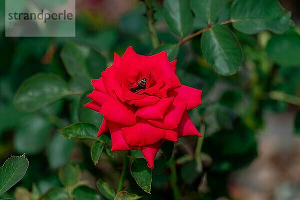 Bunte Nahaufnahme eines einzelnen roten deutschen herzensgruss Rose Blume Kopf mit Bokeh Hintergrund und detaillierte Blütenblätter
