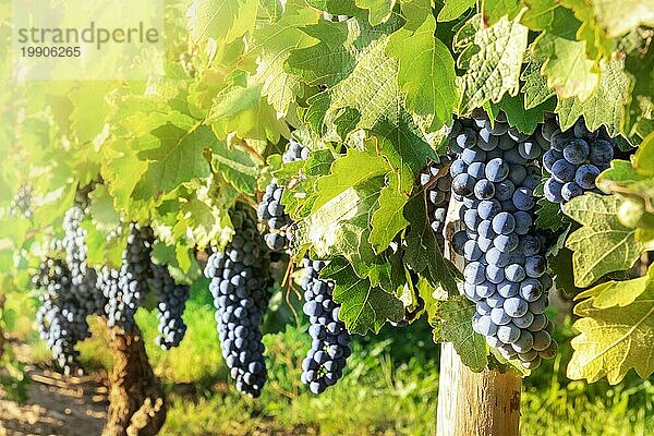 Weintrauben in einem Weinberg kurz vor der Herbsternte  getöntes Bild  selektiver Fokus