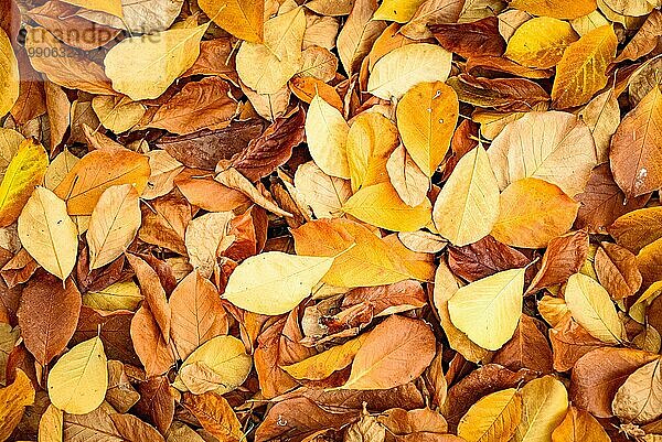 Hintergrund Gruppe Herbst orange Blätter. Draußen