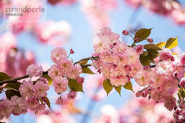 Close up Bild von rosa blühenden Kirschblüten  blaür Himmel