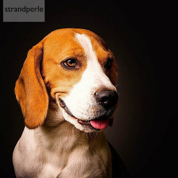 Beagle Hund Porträt auf einem schwarzen Hintergrund isoliert Studio Nahaufnahme Detail wie Malerei