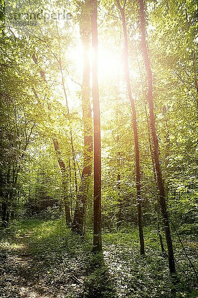 Blick von unten auf beeindruckende Fichten im Wald. Frühling mit Sonnenlicht