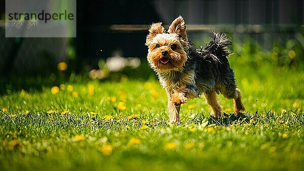 Lustiger Yorkshire Terrier Hund  der im Gras voller Löwenzahn im Hinterhof auf die Kamera zuläuft