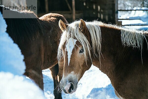 Nahaufnahme eines braunen Pferdes auf einer idyllischen Pferdekoppel im Winter  Sonnenschein