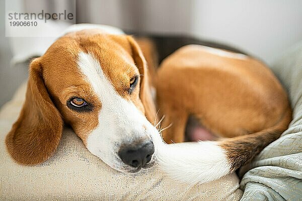 Niedlicher Beagle Hund entspannt auf dem Sofa auf Kissen in hellem Raum