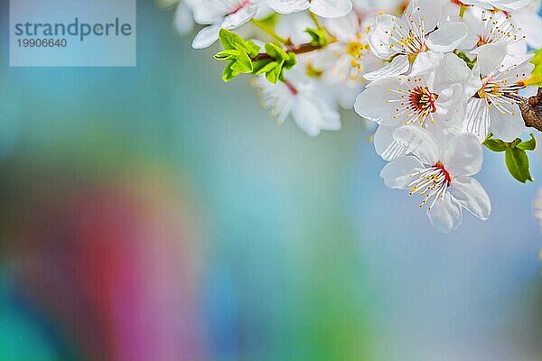 Close up Blick auf Zweig der blühenden Kirschbaum auf sehr unscharfen Hintergrund mit copyspace instagram Stil