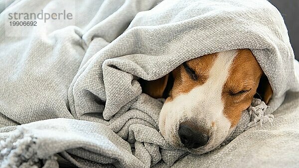 Hund auf einem Sofa unter der Decke nach dem Bad Trocknen Fell. Hund Hygiene Konzept