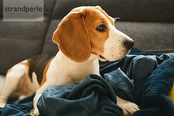 Beagle Hund traurige Augen große Nase. Porträt  Raum kopieren. Haustier zu Hause