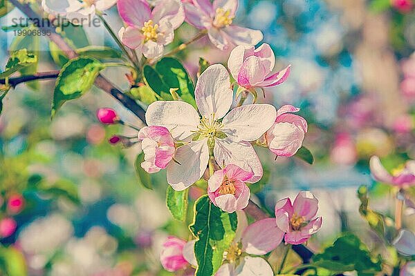 Floral Frühling Hintergrund Blüte des Apfelbaums mit weißen rosa Blumen instagram Stil