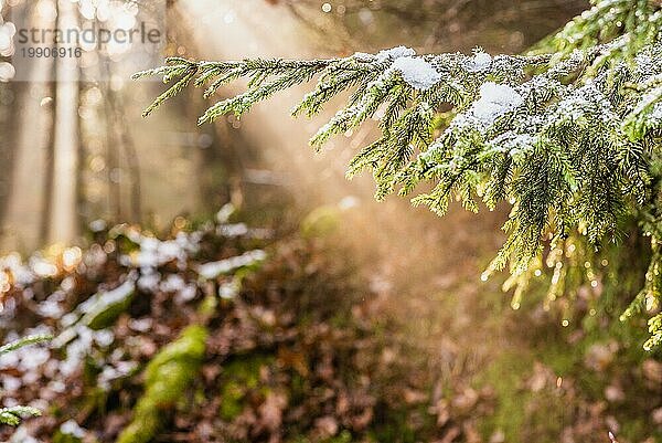 Magischer tiefer nebliger Herbstwald. Park. Schöne Szene Misty Old Forest mit Sonnenstrahlen  Schatten und Nebel. Szenische Landschaft